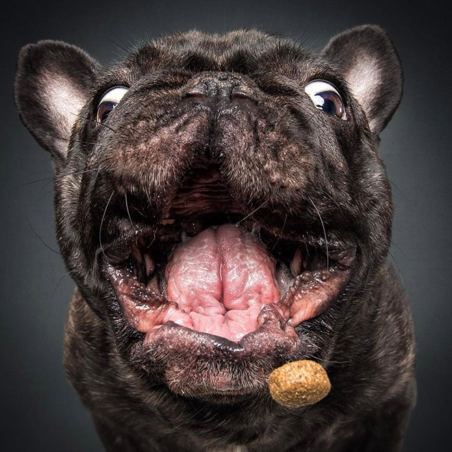 Hilarious Expressions of Dogs Trying To Catch Treats In Mid-Air