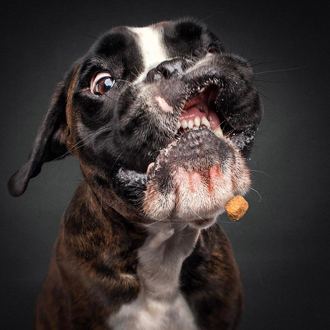 Hilarious Expressions of Dogs Trying To Catch Treats In Mid-Air