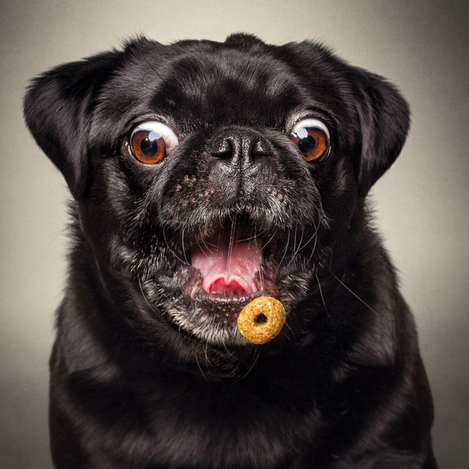 Hilarious Expressions of Dogs Trying To Catch Treats In Mid-Air