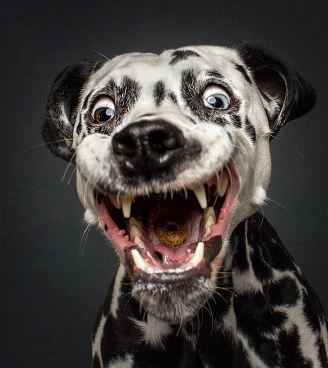 Hilarious Expressions of Dogs Trying To Catch Treats In Mid-Air