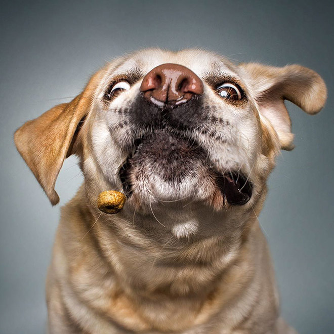 Hilarious Expressions of Dogs Trying To Catch Treats In Mid-Air