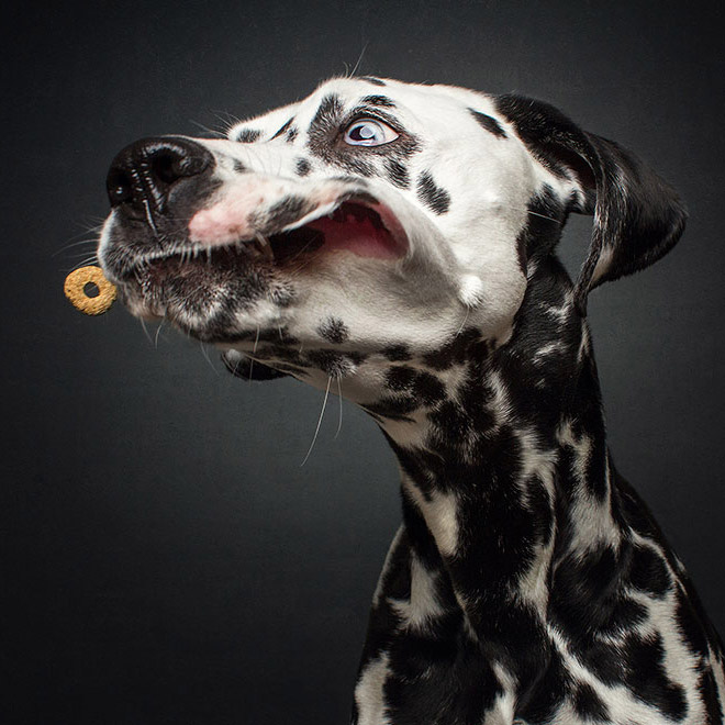 Hilarious Expressions of Dogs Trying To Catch Treats In Mid-Air