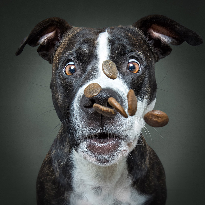 Hilarious Expressions of Dogs Trying To Catch Treats In Mid-Air