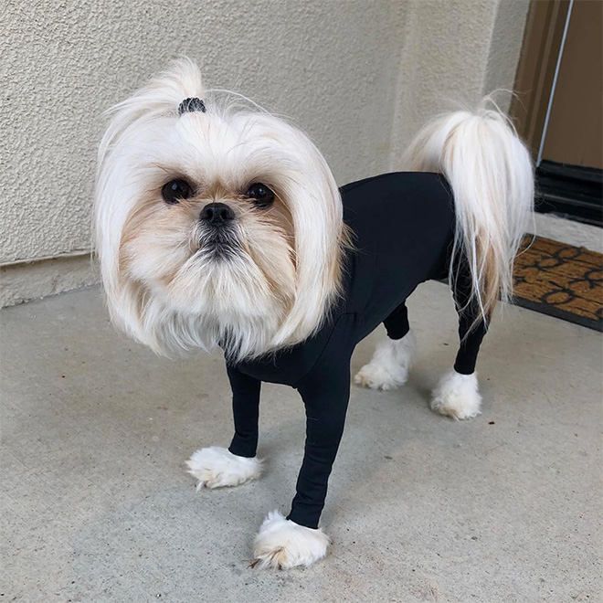 Hilariously Cute Dog Onesies That Protect From Shedding And Reduce Anxiety