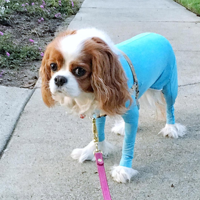 Hilariously Cute Dog Onesies That Protect From Shedding And Reduce Anxiety