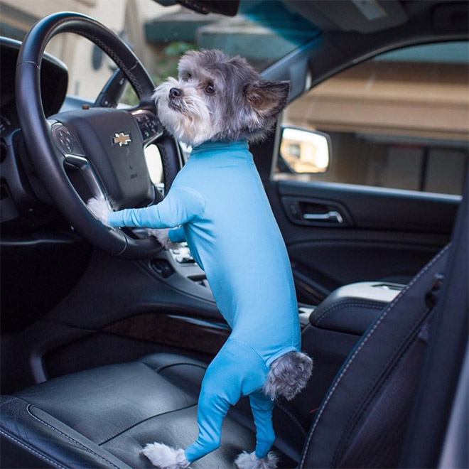 Hilariously Cute Dog Onesies That Protect From Shedding And Reduce Anxiety