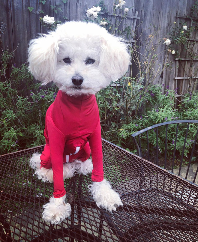 Hilariously Cute Dog Onesies That Protect From Shedding And Reduce Anxiety