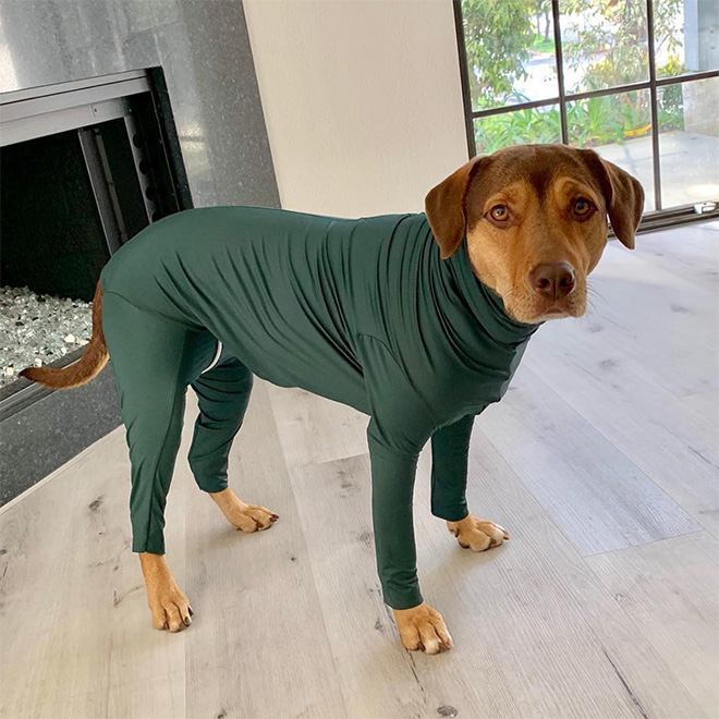 Hilariously Cute Dog Onesies That Protect From Shedding And Reduce Anxiety