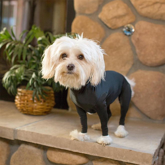 Hilariously Cute Dog Onesies That Protect From Shedding And Reduce Anxiety