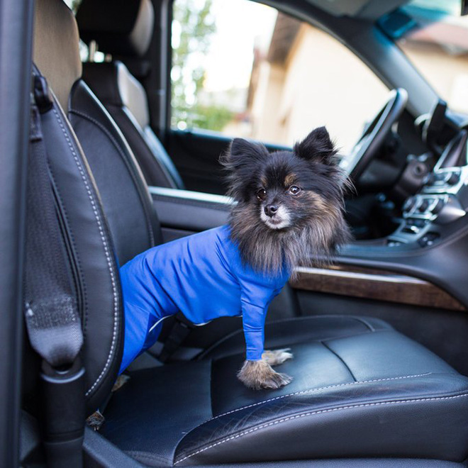 Hilariously Cute Dog Onesies That Protect From Shedding And Reduce Anxiety