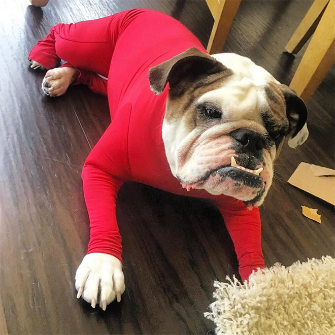 Hilariously Cute Dog Onesies That Protect From Shedding And Reduce Anxiety