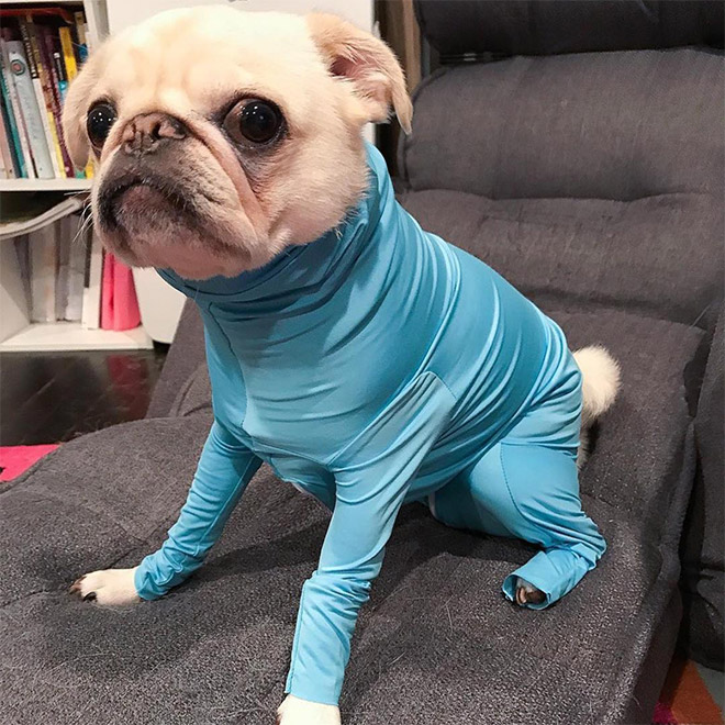 Hilariously Cute Dog Onesies That Protect From Shedding And Reduce Anxiety