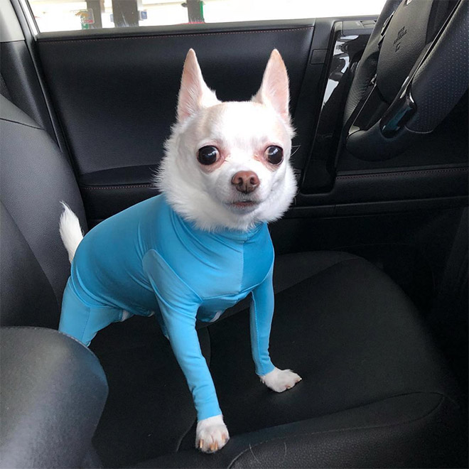 Hilariously Cute Dog Onesies That Protect From Shedding And Reduce Anxiety