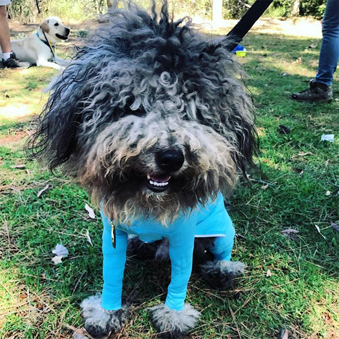 Hilariously Cute Dog Onesies That Protect From Shedding And Reduce Anxiety
