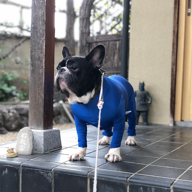 Hilariously Cute Dog Onesies That Protect From Shedding And Reduce Anxiety