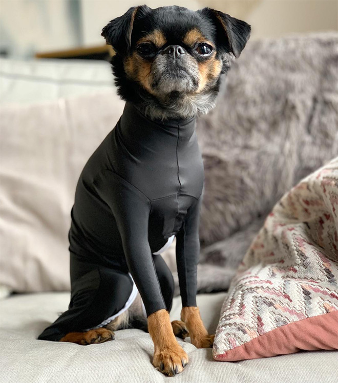Hilariously Cute Dog Onesies That Protect From Shedding And Reduce Anxiety