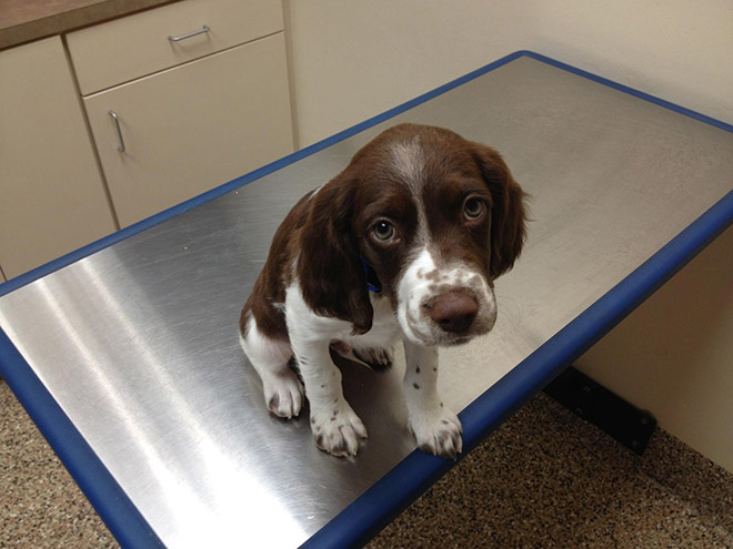 Hilariously Heartbreaking Photos of Dogs At The Vet