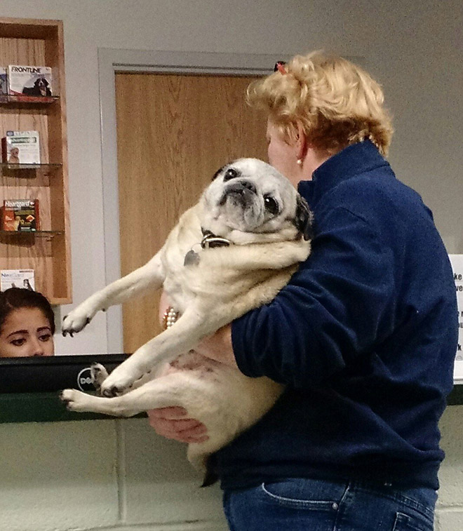 Hilariously Heartbreaking Photos of Dogs At The Vet
