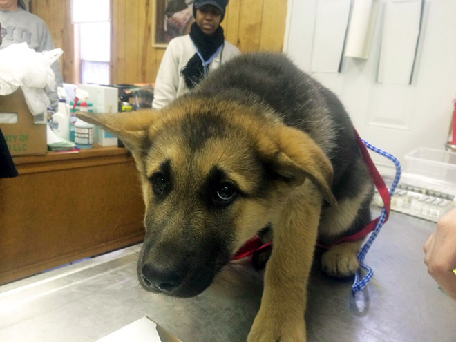 Hilariously Heartbreaking Photos of Dogs At The Vet