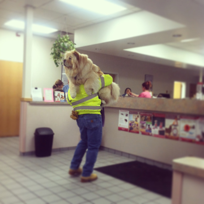 Hilariously Heartbreaking Photos of Dogs At The Vet