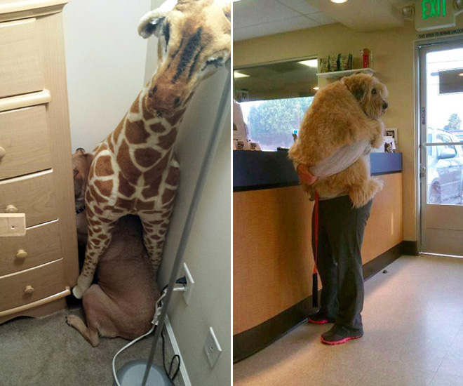 Hilariously Heartbreaking Photos of Dogs At The Vet