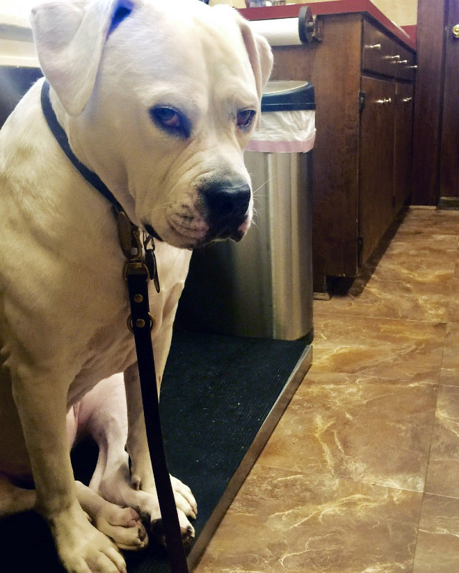 Hilariously Heartbreaking Photos of Dogs At The Vet