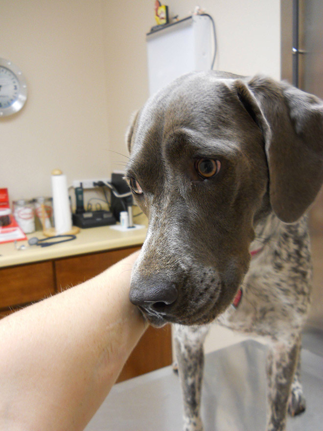 Hilariously Heartbreaking Photos of Dogs At The Vet