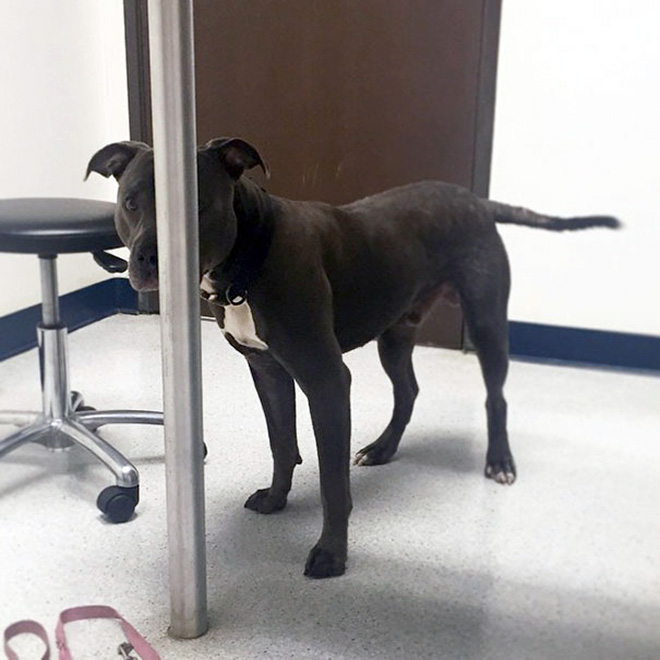 Hilariously Heartbreaking Photos of Dogs At The Vet