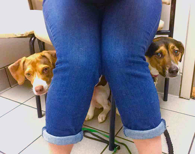 Hilariously Heartbreaking Photos of Dogs At The Vet