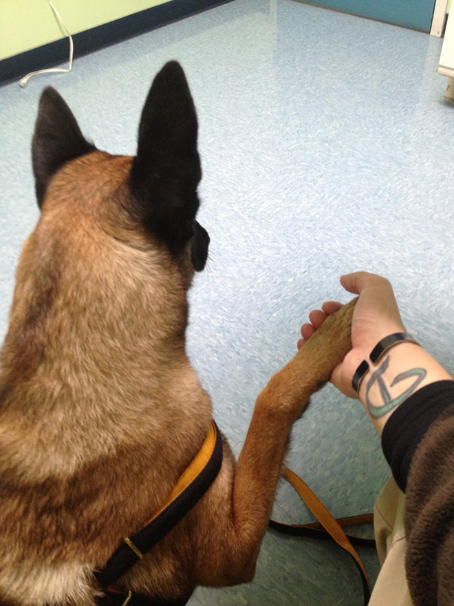 Hilariously Heartbreaking Photos of Dogs At The Vet