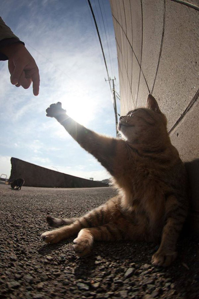 Holy Cats