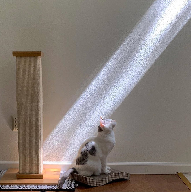 Holy Cats