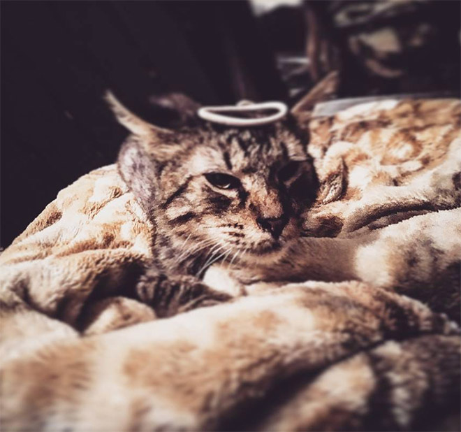 Holy Cats