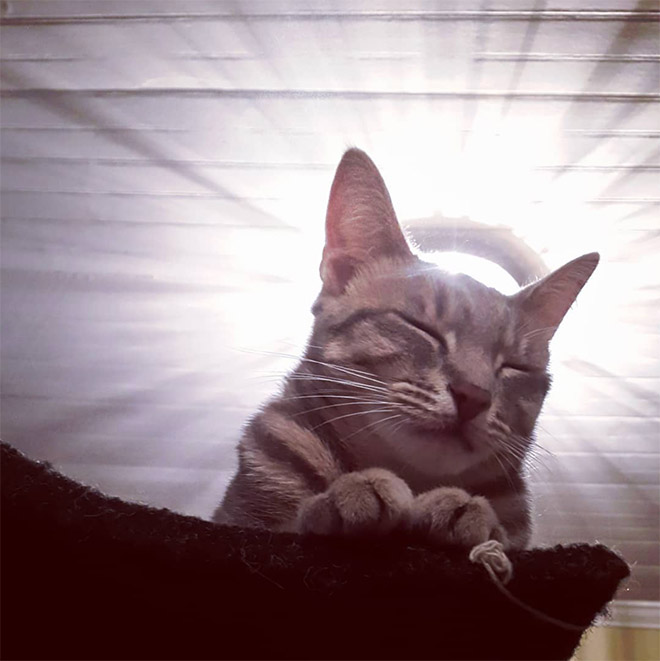 Holy Cats