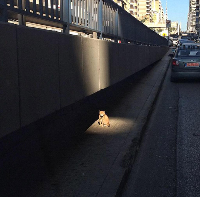 Holy Cats