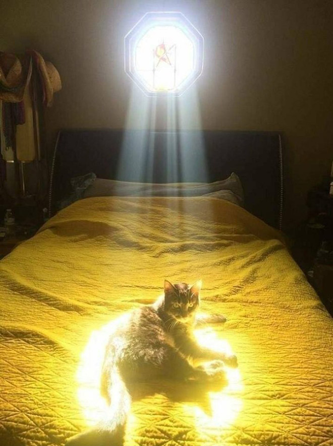 Holy Cats