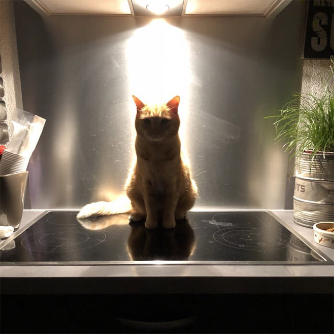Holy Cats