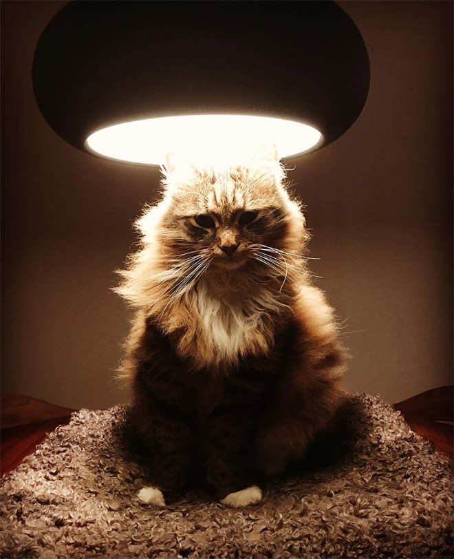 Holy Cats
