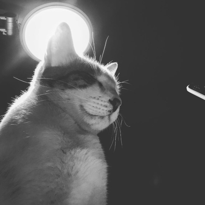 Holy Cats