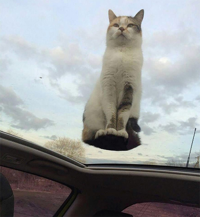 Holy Cats
