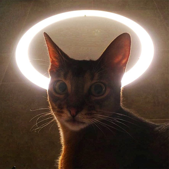Holy Cats