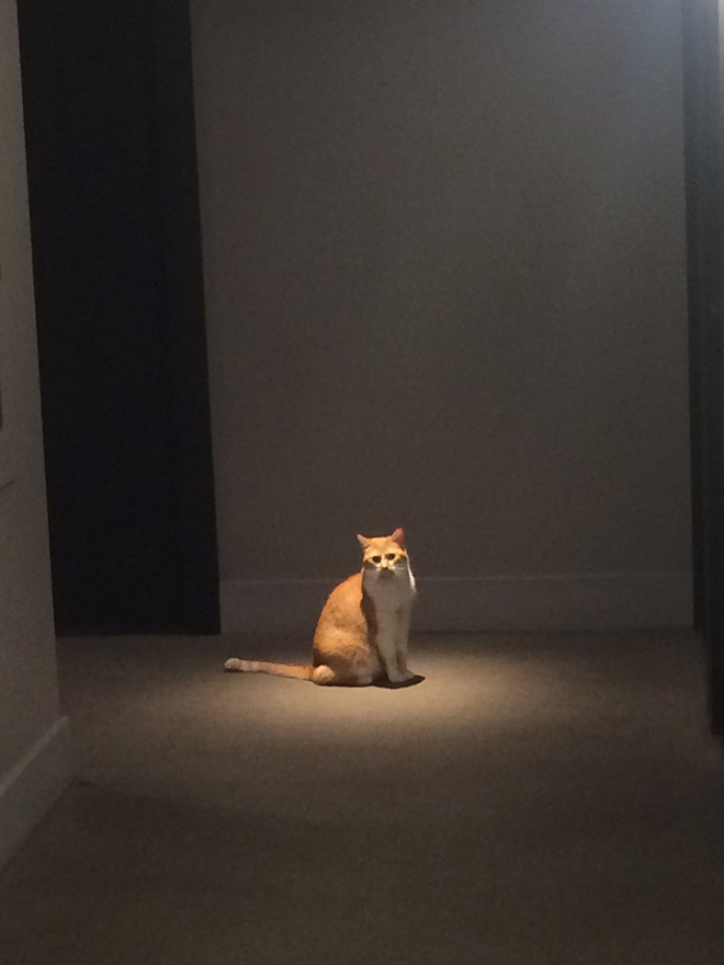 Holy Cats