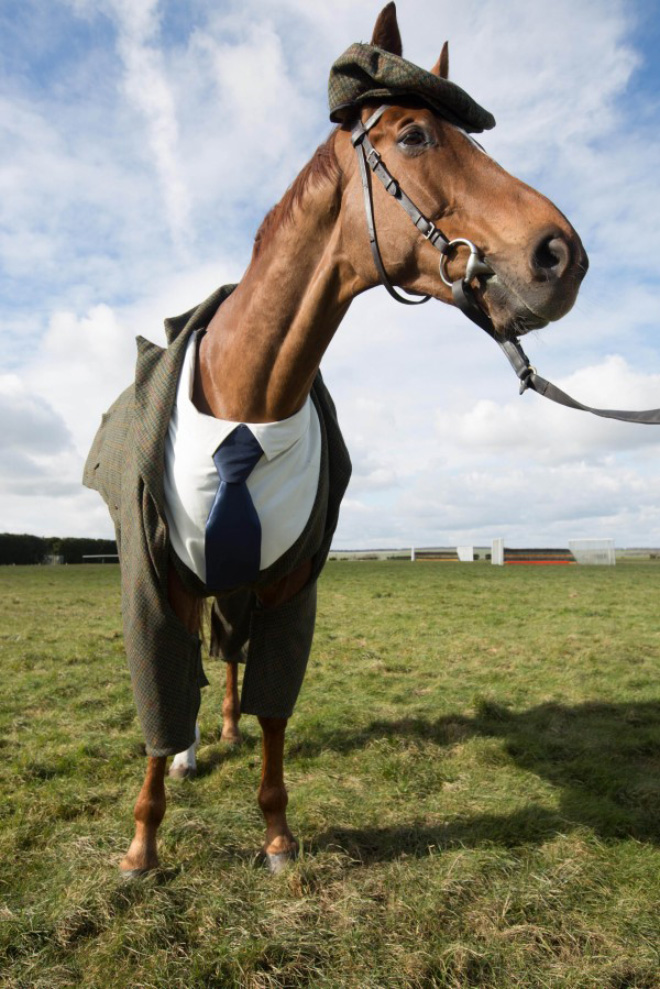 Horse Gets Tailored Three-Piece Suit, Looks Absolutely Dashing
