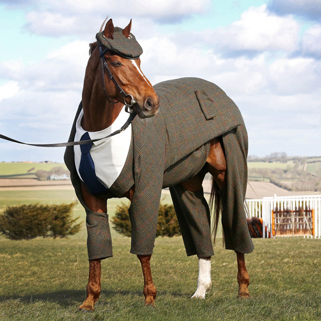 Horse Gets Tailored Three-Piece Suit, Looks Absolutely Dashing