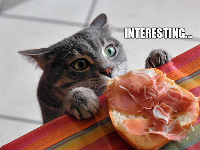 If Cats Were Scientists Nothing Would Happen. Ever.