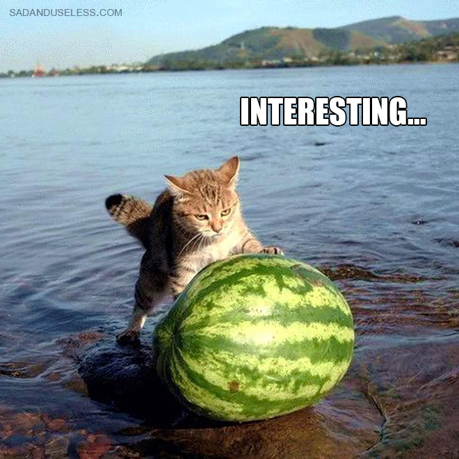 If Cats Were Scientists Nothing Would Happen. Ever.
