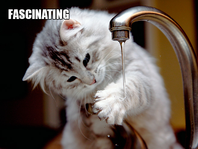 If Cats Were Scientists Nothing Would Happen. Ever.