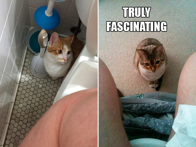 If Cats Were Scientists Nothing Would Happen. Ever.