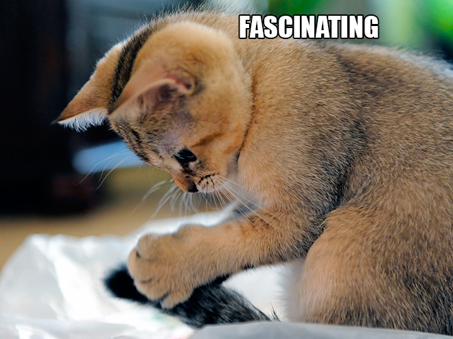 If Cats Were Scientists Nothing Would Happen. Ever.