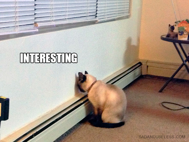 If Cats Were Scientists Nothing Would Happen. Ever.